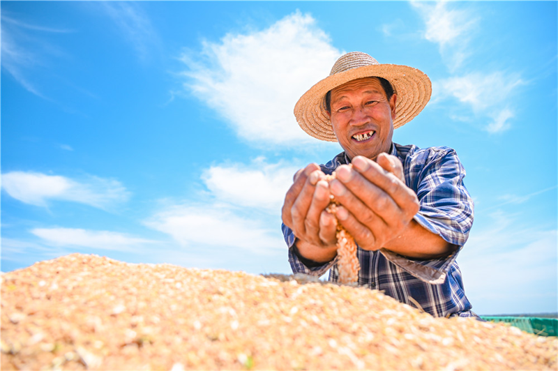 Agricultores realizam colheita de trigo no sopé das montanhas Tianshan em Xinjiang