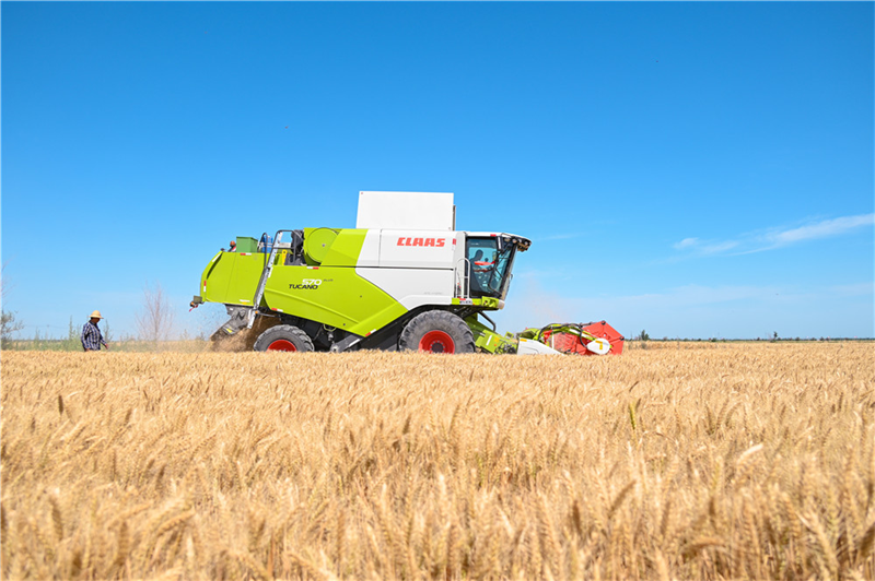 Agricultores realizam colheita de trigo no sopé das montanhas Tianshan em Xinjiang