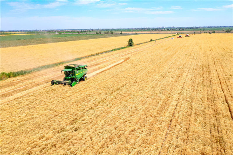 Agricultores realizam colheita de trigo no sopé das montanhas Tianshan em Xinjiang