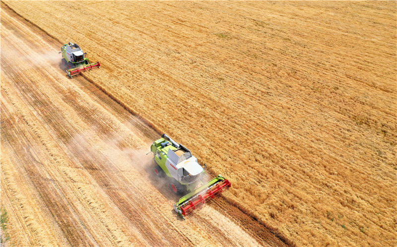 Agricultores realizam colheita de trigo no sopé das montanhas Tianshan em Xinjiang