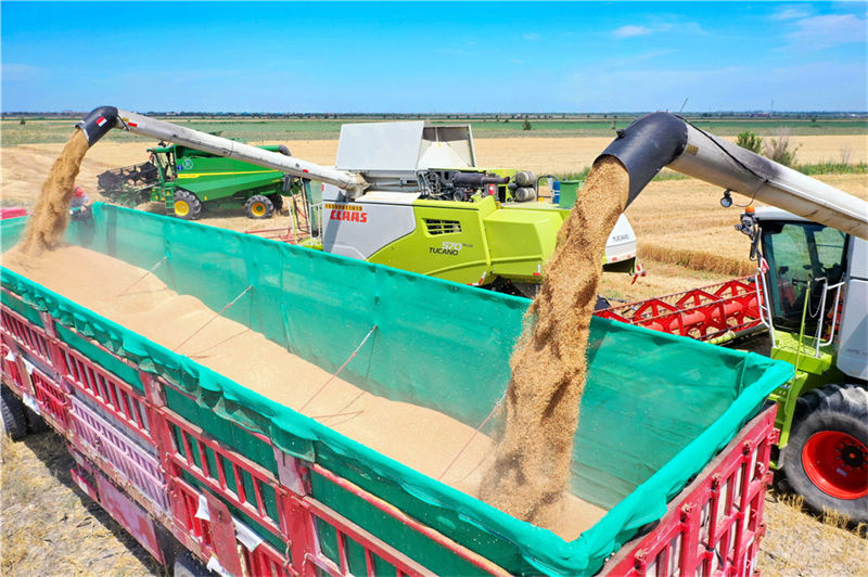 Agricultores realizam colheita de trigo no sopé das montanhas Tianshan em Xinjiang