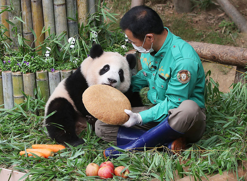 Panda Ai Bao dá à luz crias gêmeas na Coreia do Sul