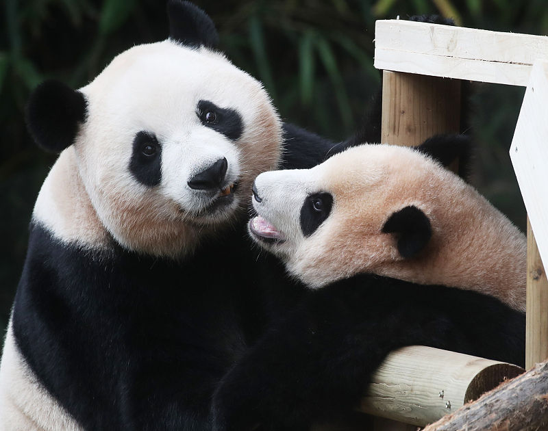 Panda Ai Bao dá à luz crias gêmeas na Coreia do Sul