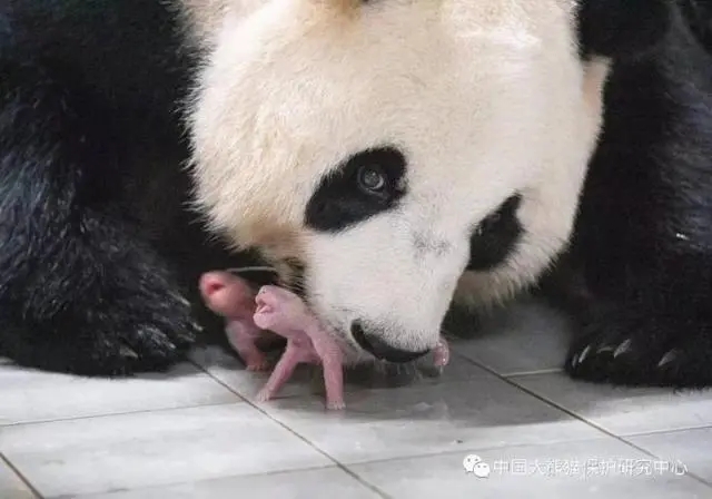 Panda Ai Bao dá à luz crias gêmeas na Coreia do Sul