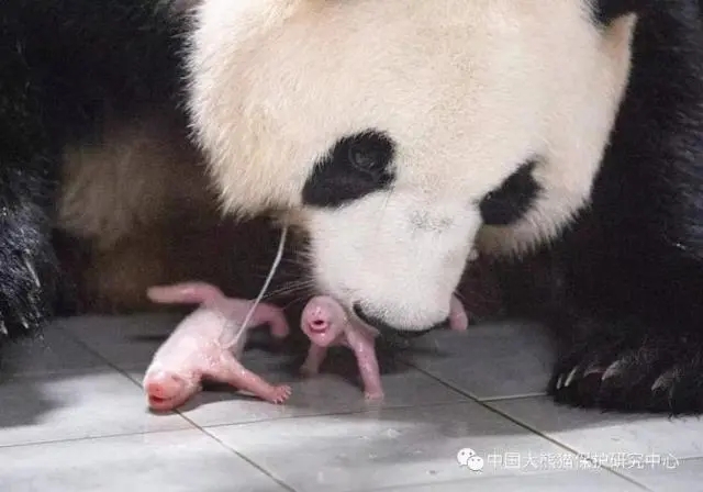 Panda Ai Bao dá à luz crias gêmeas na Coreia do Sul