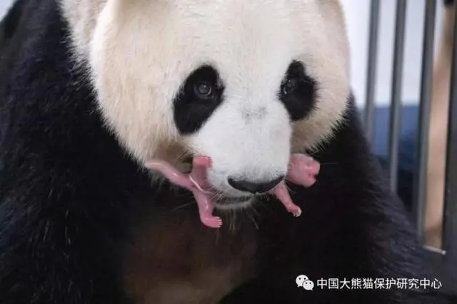 Panda Ai Bao dá à luz crias gêmeas na Coreia do Sul