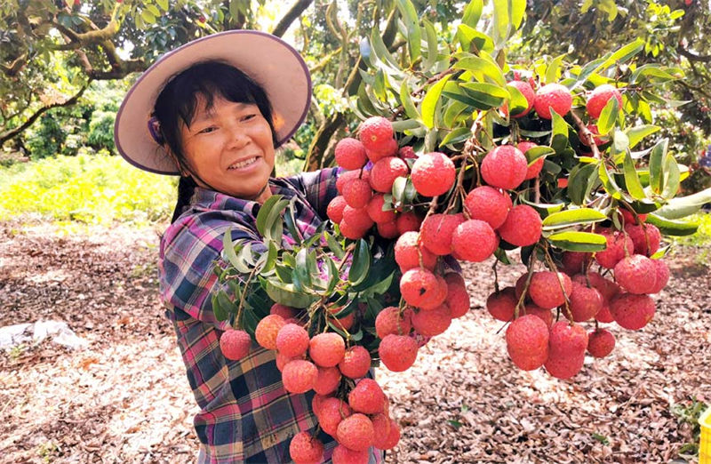 Temporada de colheita da lichia é iniciada em Guangxi, sul da China