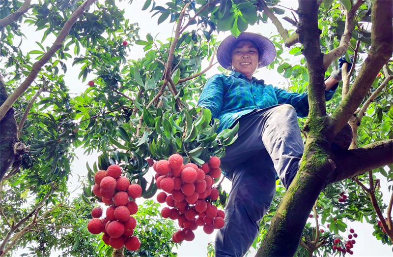 Temporada de colheita da lichia é iniciada em Guangxi, sul da China