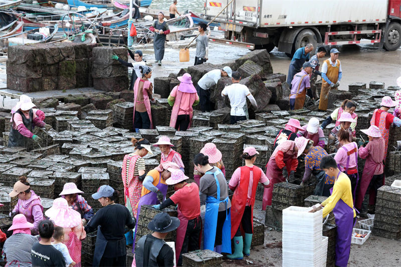 Fujian inicia temporada de colheita de abalone para abastecer mercado