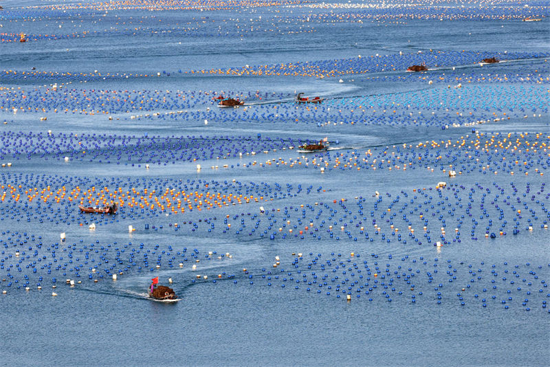 Fujian inicia temporada de colheita de abalone para abastecer mercado