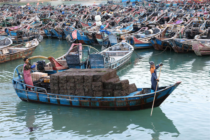 Fujian inicia temporada de colheita de abalone para abastecer mercado