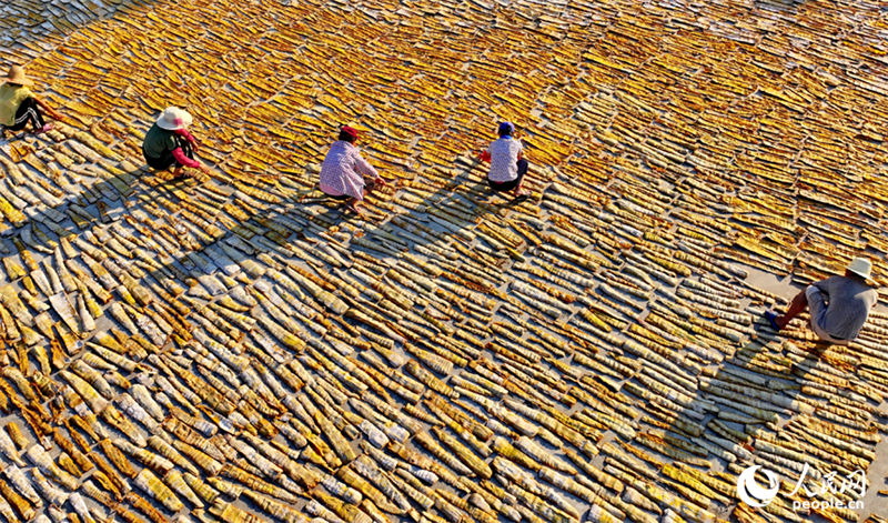 Jiangxi aposta na colheita de rebentos de bambu para aumentar renda em áreas rurais