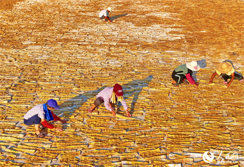 Jiangxi aposta na colheita de rebentos de bambu para aumentar renda em áreas rurais