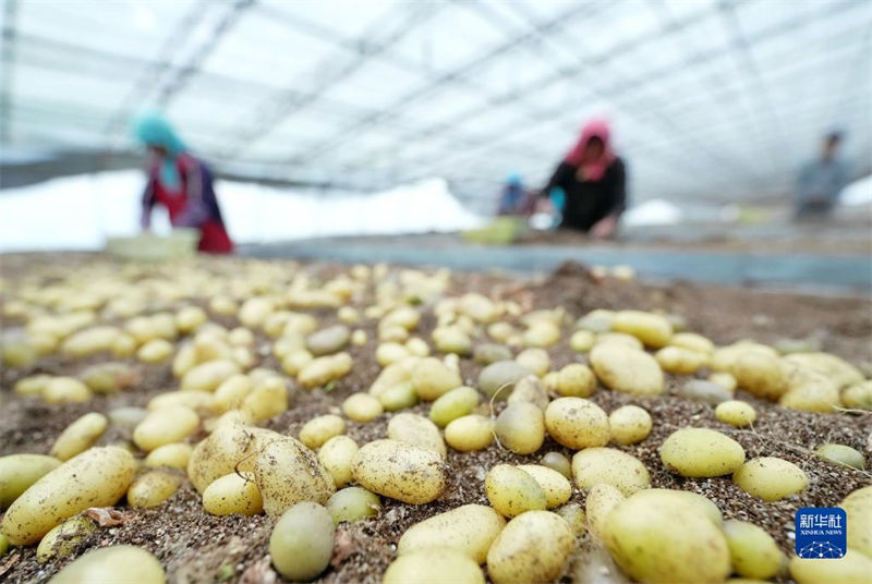 Hebei promove industrialização de batata para aumentar renda dos agricultores