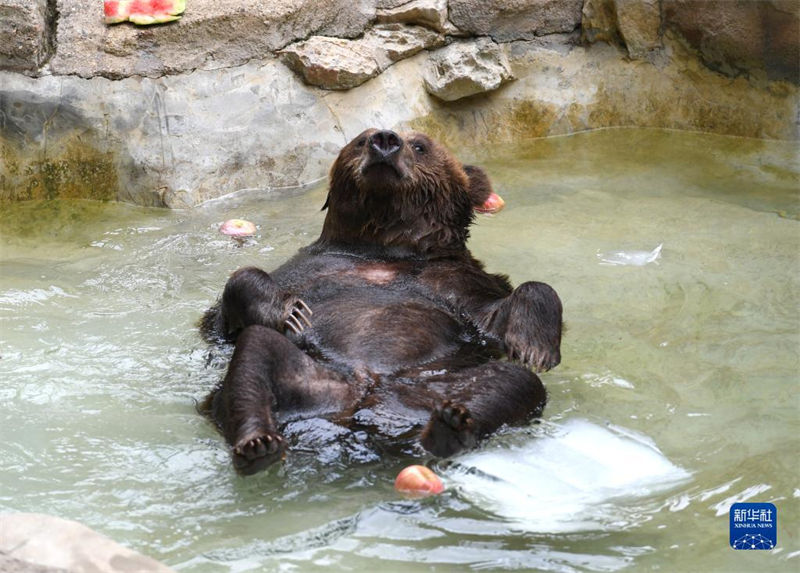 Jardim zoológico de Nanning ajuda animais a suportar calor do verão