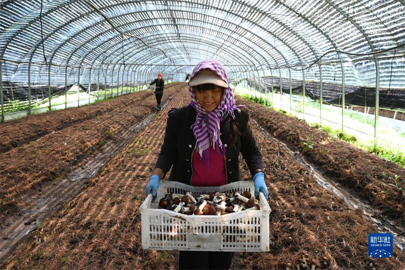 Hebei: Weichang aposta no cultivo de cugumelos para dinamização da economia local