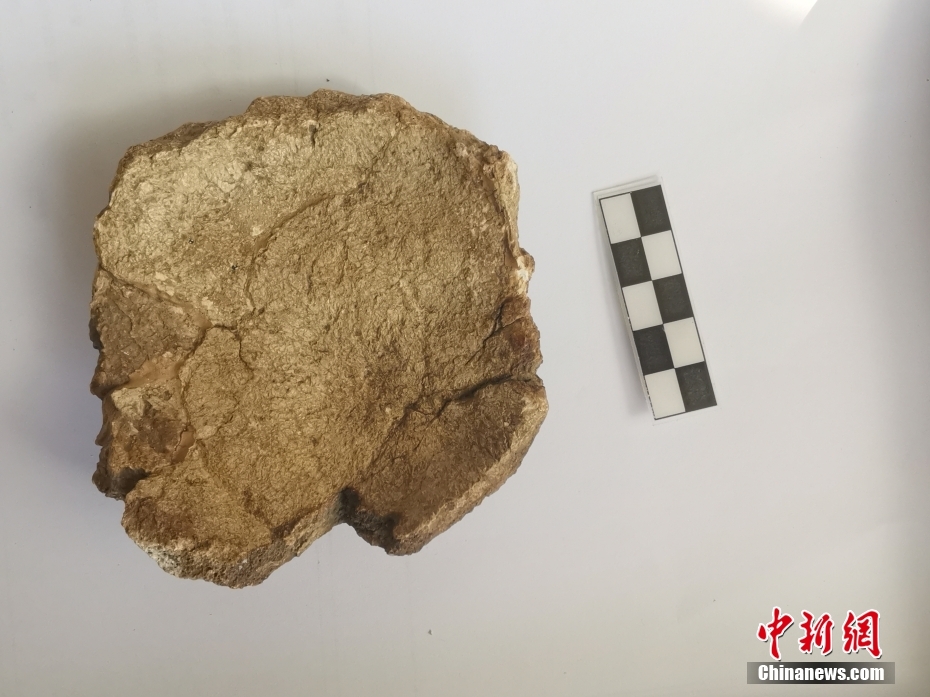 Fóssil de osso parietal humano descoberto no sítio de Zhoukoudian, em Beijing