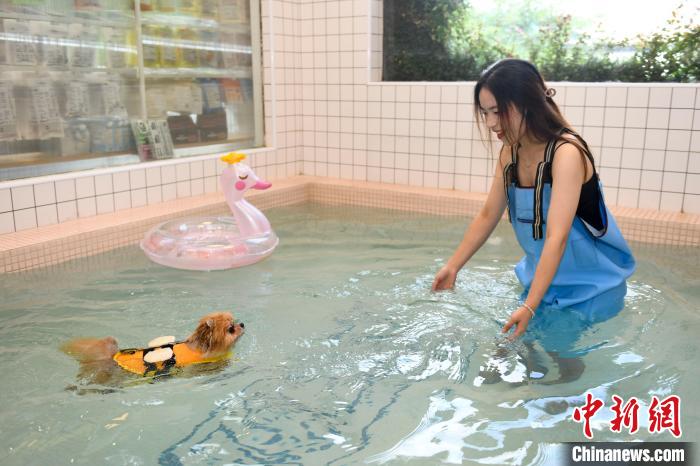 Loja de animais em Changsha lança piscina exclusiva para cães