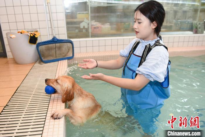 Loja de animais em Changsha lança piscina exclusiva para cães