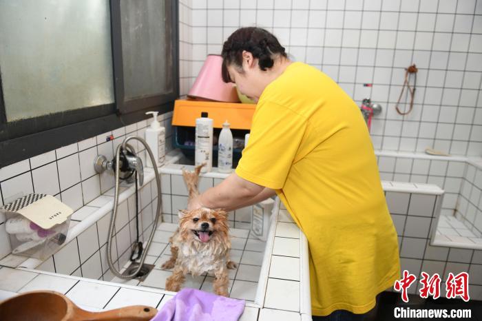 Loja de animais em Changsha lança piscina exclusiva para cães