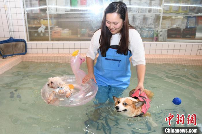 Loja de animais em Changsha lança piscina exclusiva para cães