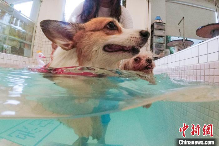 Loja de animais em Changsha lança piscina exclusiva para cães