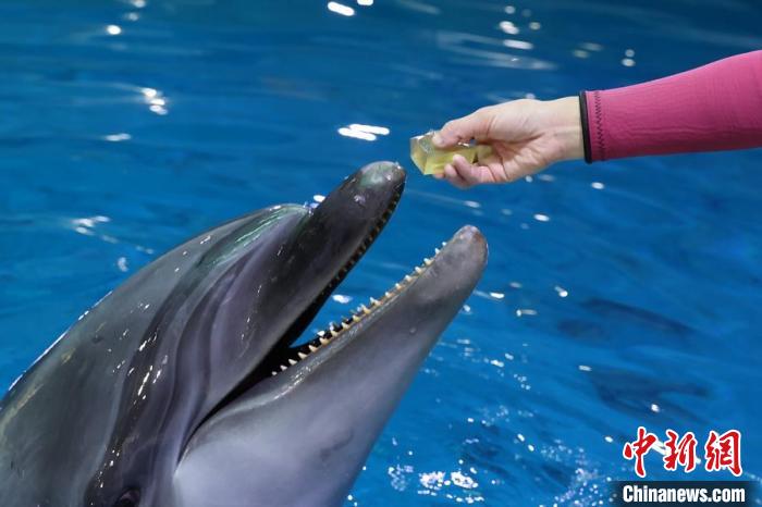 Animais marinhos experimentam verão criativo no Mundo Subaquático de Nanjing