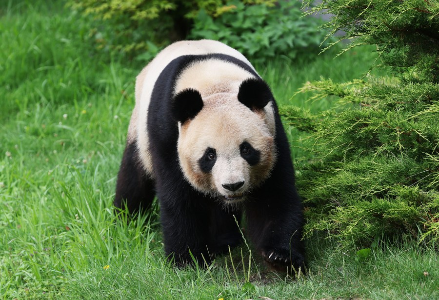 Franceses se despedem do panda gigante 