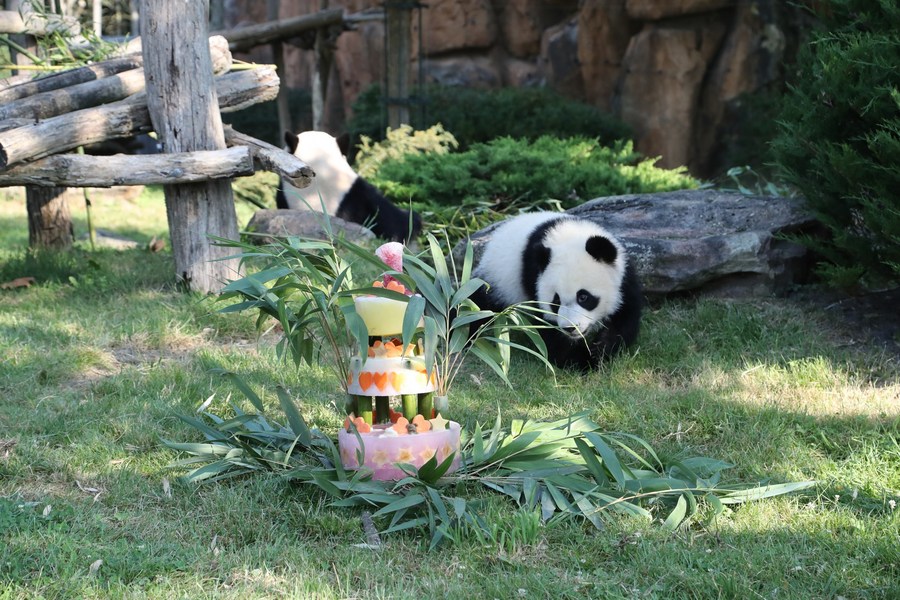 Franceses se despedem do panda gigante 