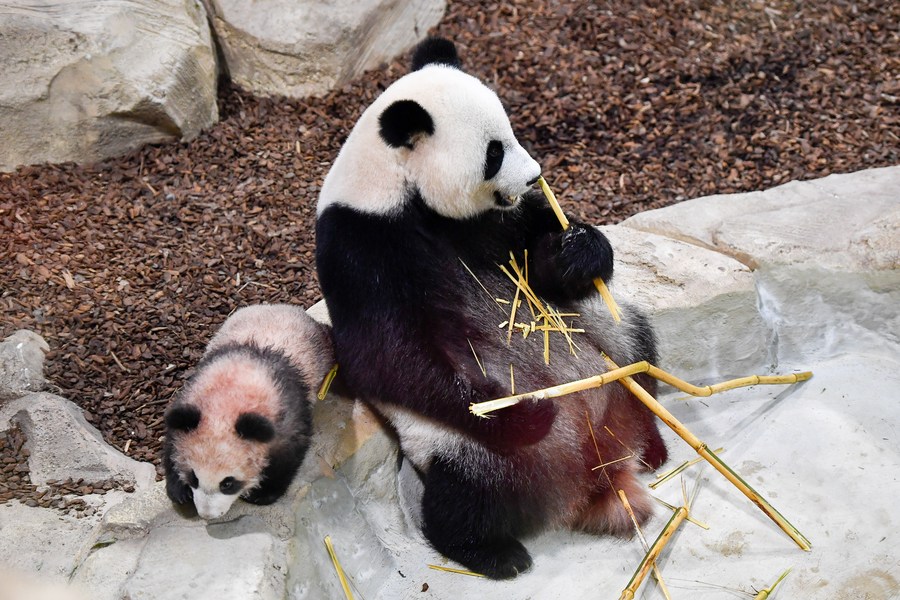 Franceses se despedem do panda gigante 