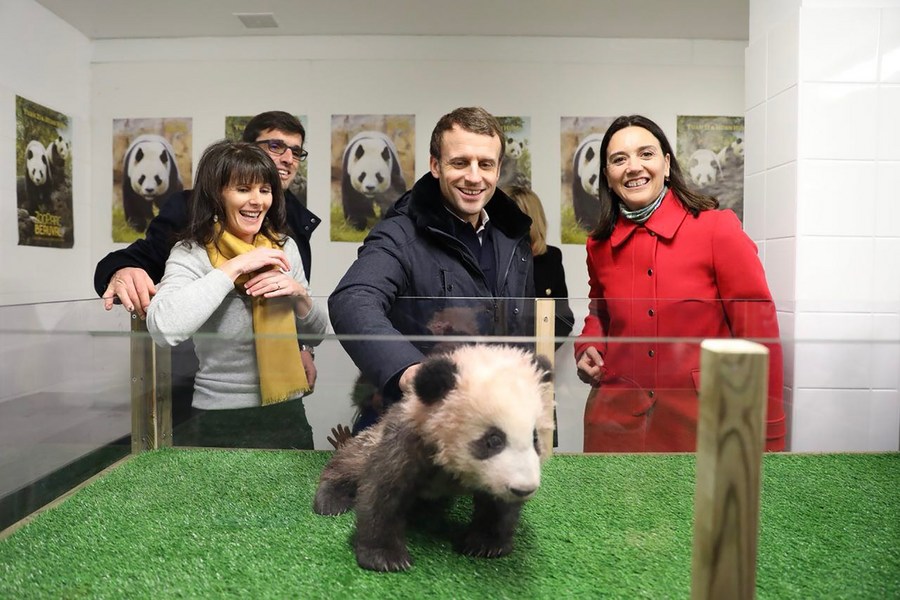 Franceses se despedem do panda gigante 