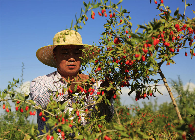 Zhangye inicia período de colheita de bagas de goji