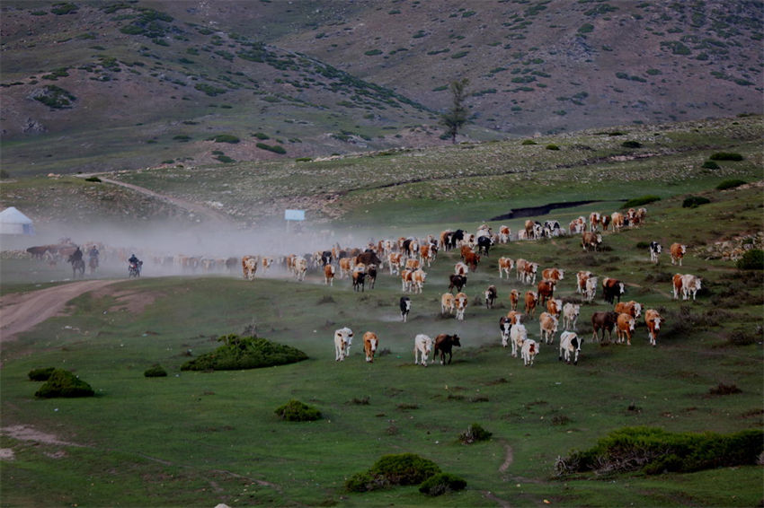 Xinjiang: pastores iniciam migração sazonal de rebanhos