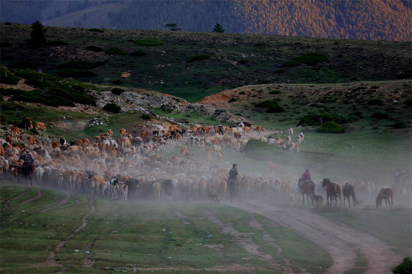 Xinjiang: pastores iniciam migração sazonal de rebanhos