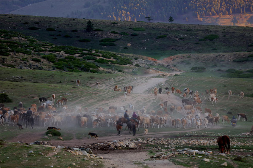 Xinjiang: pastores iniciam migração sazonal de rebanhos