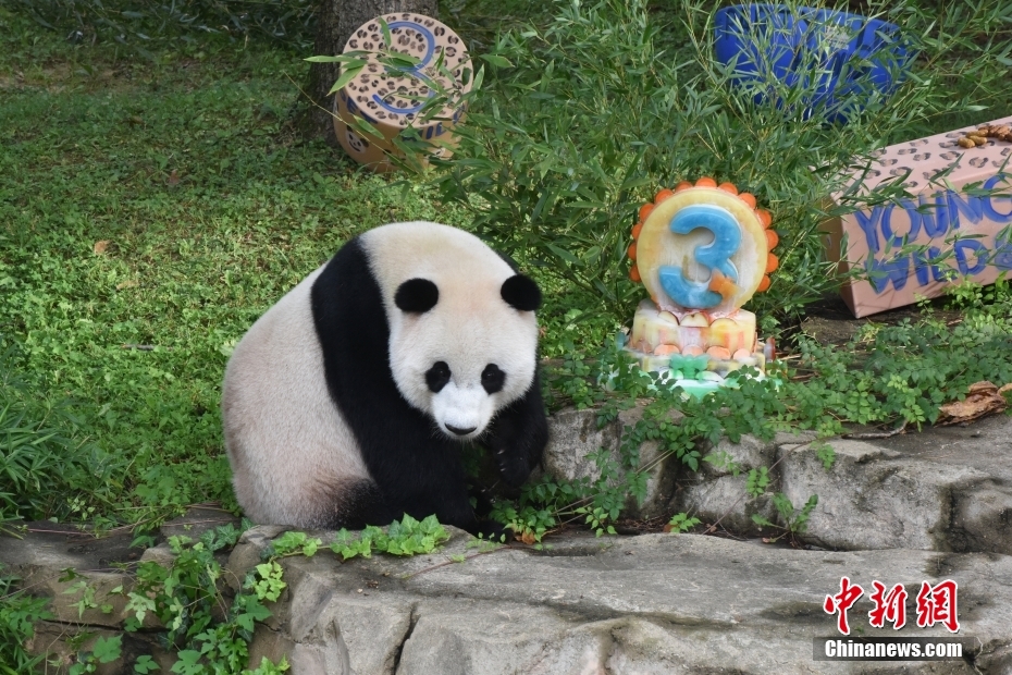 Panda Xiao Qiji celebra 3º aniversário nos EUA