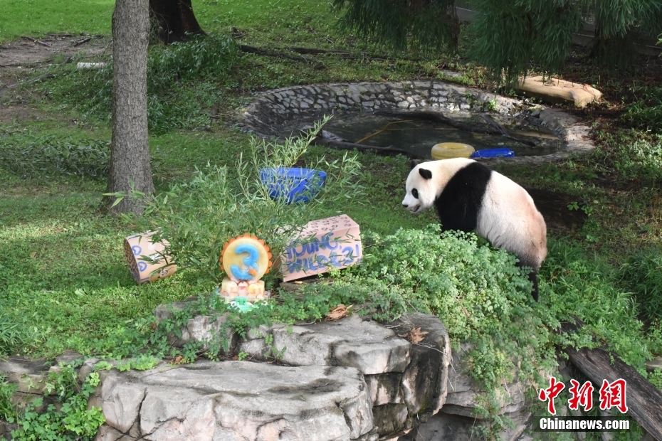 Panda Xiao Qiji celebra 3º aniversário nos EUA