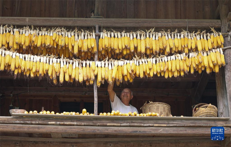 China: agricultores atarefados com período da safra do final do verão