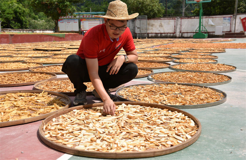 Guangxi: indústria de rebentos de bambu contribui para a revitalização rural