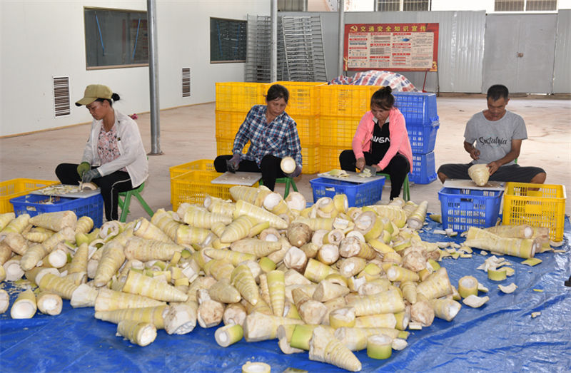 Guangxi: indústria de rebentos de bambu contribui para a revitalização rural