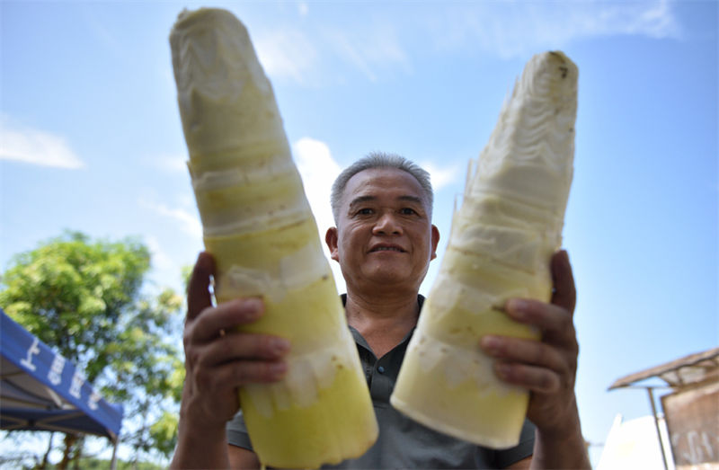 Guangxi: indústria de rebentos de bambu contribui para a revitalização rural