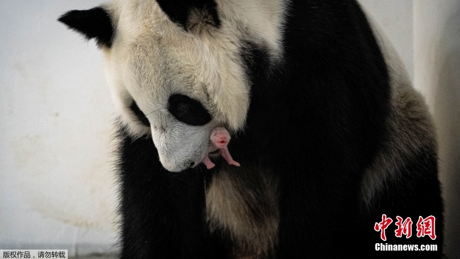 Primeira cria de panda gigante na história da Rússia nasce em Moscou