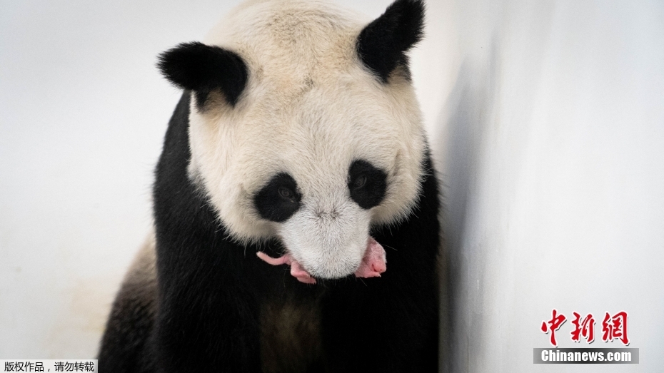 Primeira cria de panda gigante na história da Rússia nasce em Moscou