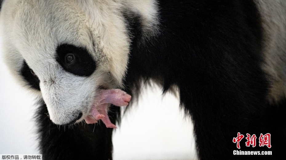 Primeira cria de panda gigante na história da Rússia nasce em Moscou