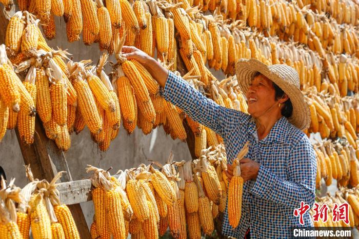 Agricultores secam culturas em Anhui