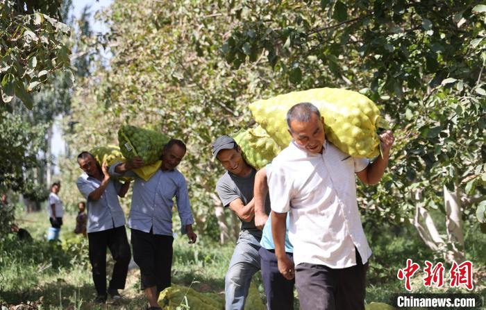 Cidade de Kuqa inicia colheita de nozes em Xinjiang