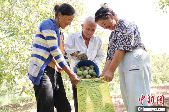 Cidade de Kuqa inicia colheita de nozes em Xinjiang