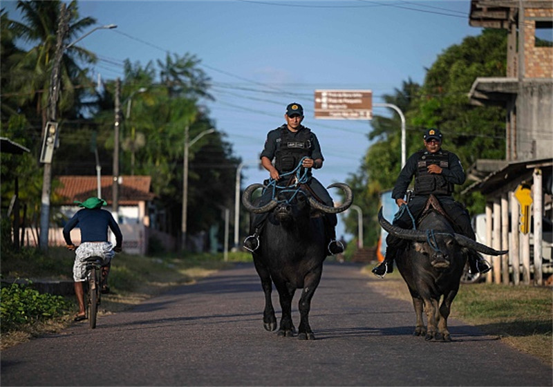 Polícia brasileira 'conduz' búfalos em patrulha