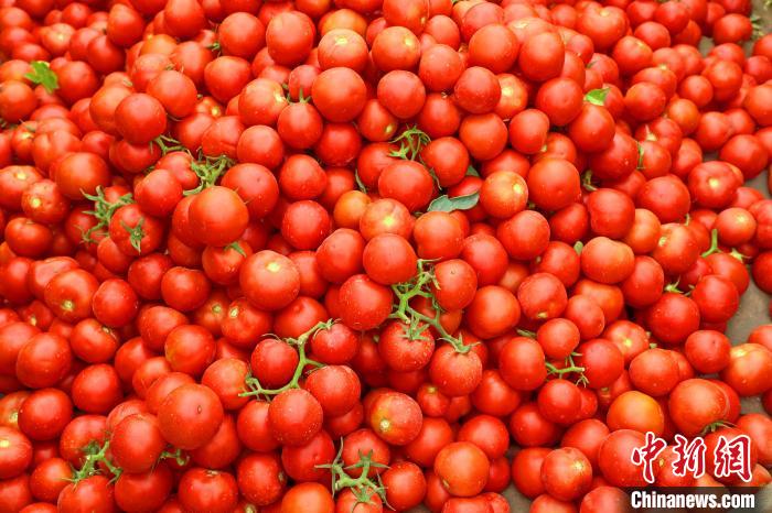 Cidade de Kuqa realiza colheita abundante de tomate