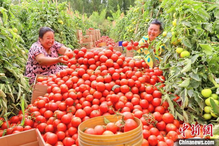 Cidade de Kuqa realiza colheita abundante de tomate